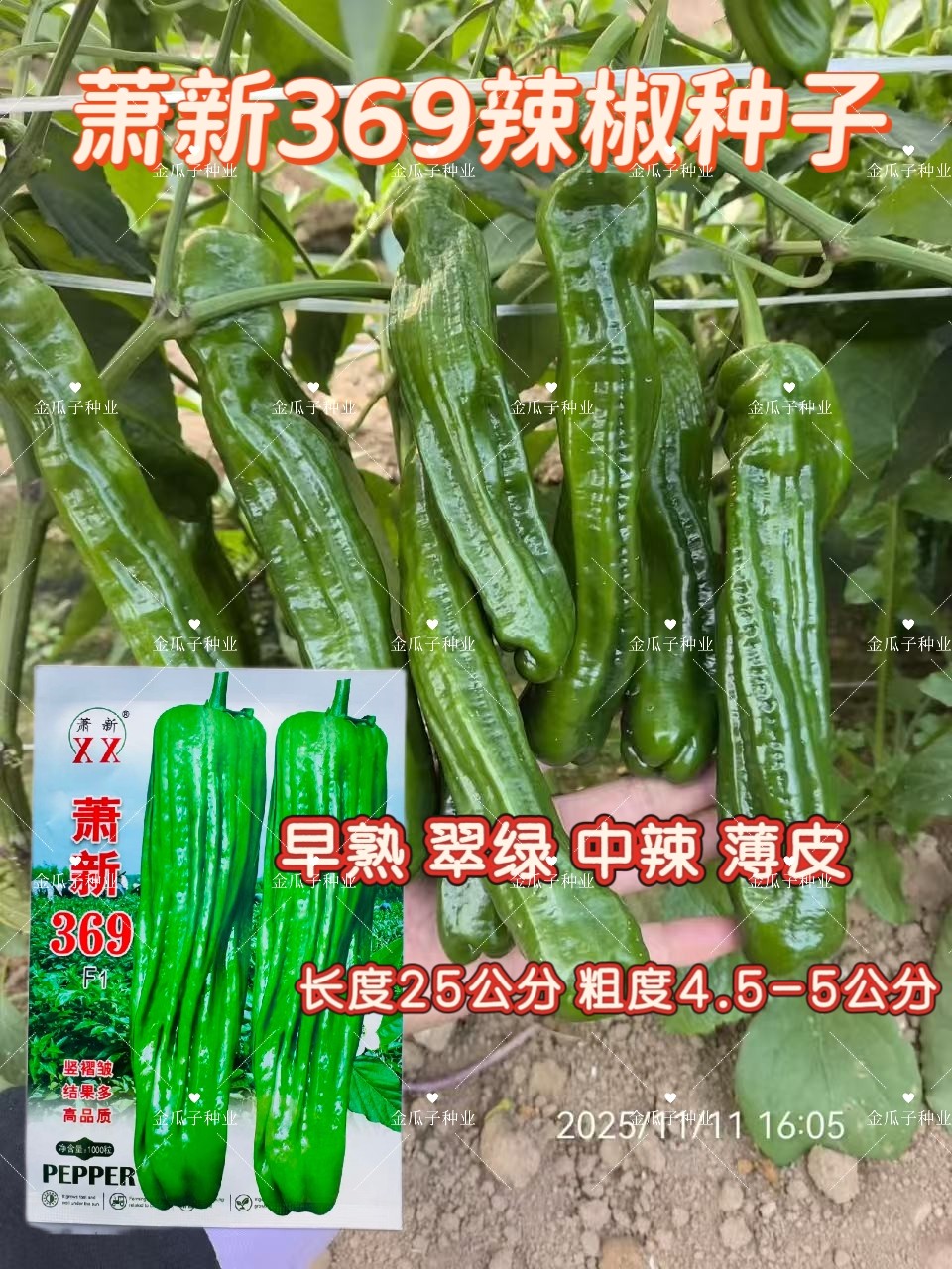 萧新369早熟薄皮青椒种子果色翠绿长灯笼型竖褶多辣味中等春秋播