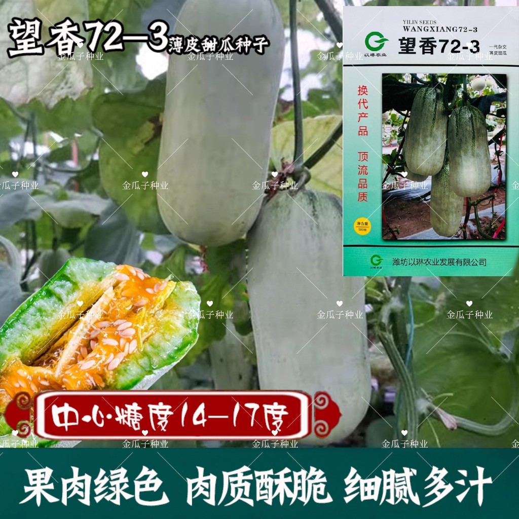 望香72-3薄皮甜瓜种子长势强抗病好春秋季播白皮绿肉高糖香瓜种籽