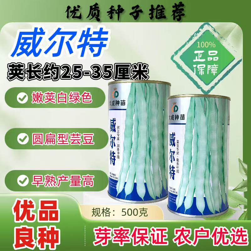 威尔特架豆种籽早熟白芸豆种子豆荚圆扁型绿白色口感无筋芸豆种子