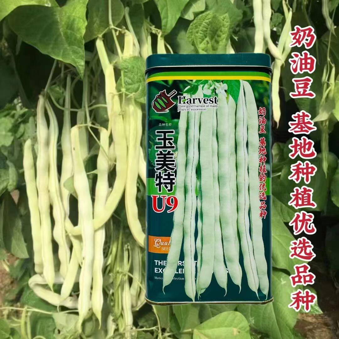 玉美特U9架豆种子基地专用品种中早熟豆荚嫩白色架豆菜豆种子春秋