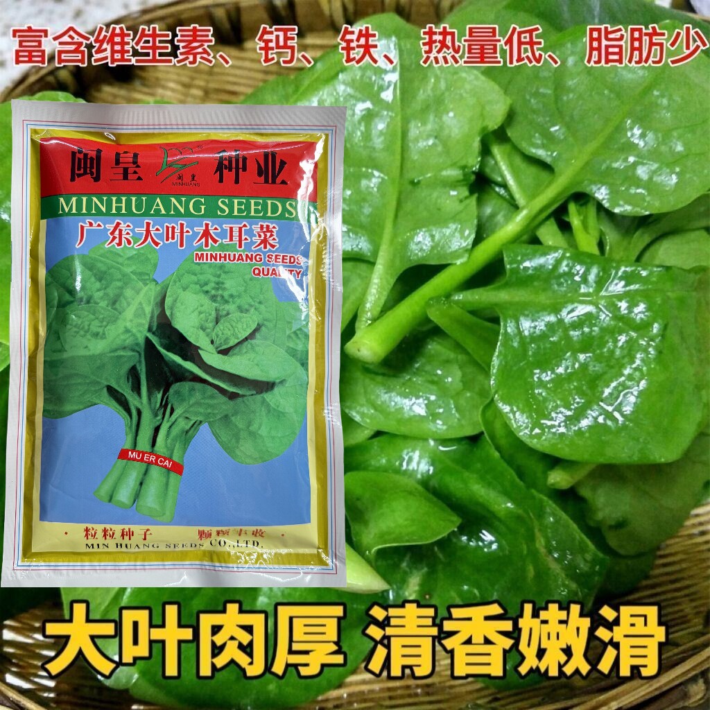 闽皇广东大叶木耳菜种子叶面微皱肉厚叶柄绿色大叶木耳菜产量高