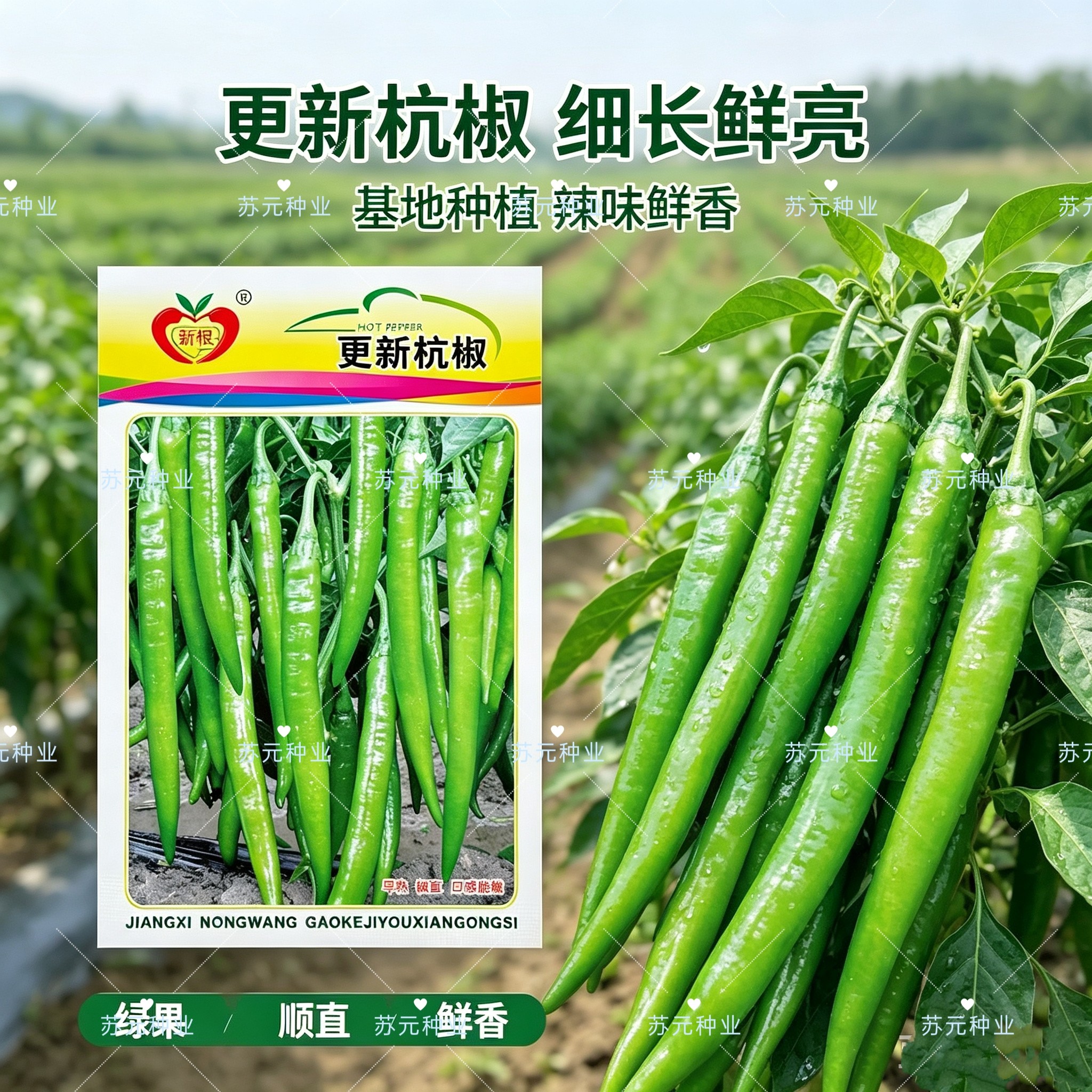 更新杭椒辣椒种子早熟小羊角椒种籽辣味适中青红两用春秋热播高产