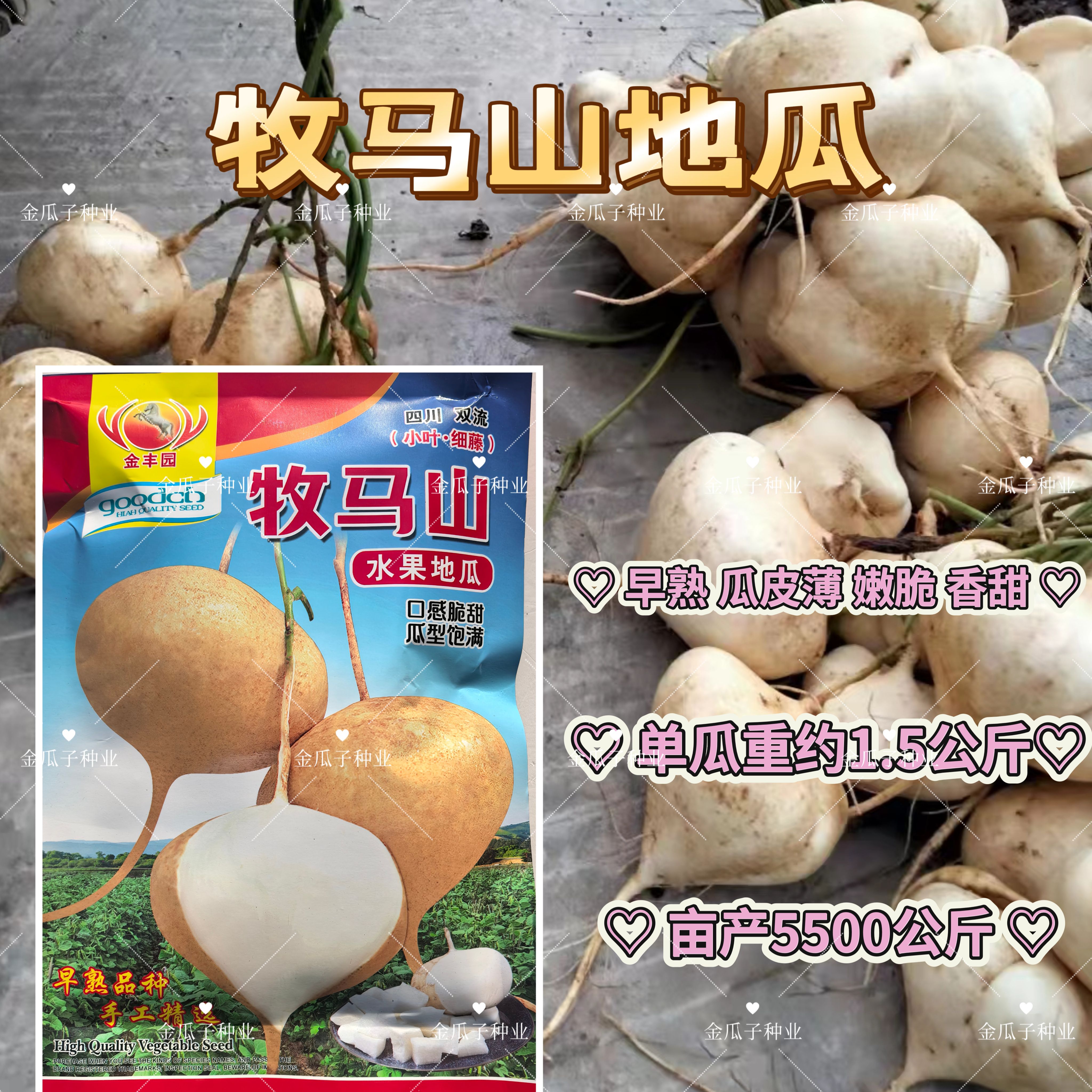 正宗牧马山凉薯种子水果型地瓜豆薯种籽白瓤脆甜薄皮易剥早熟正品