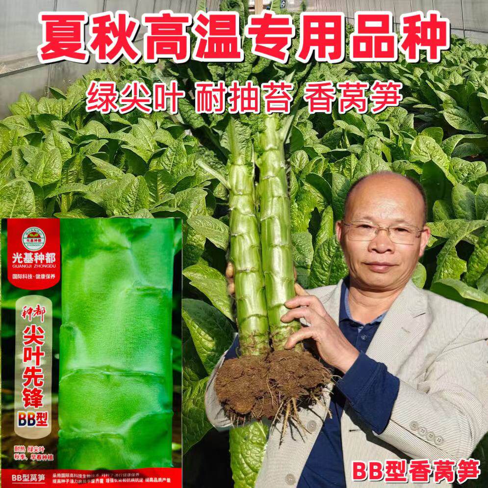 种都尖叶先锋莴笋耐热尖叶高产香