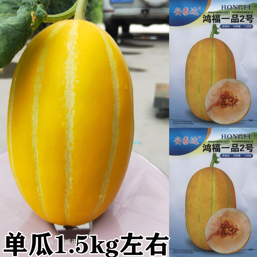 鸿福一品2号甜瓜种子黄皮红肉香瓜种籽高糖高产瓜果大田基地瓜孑