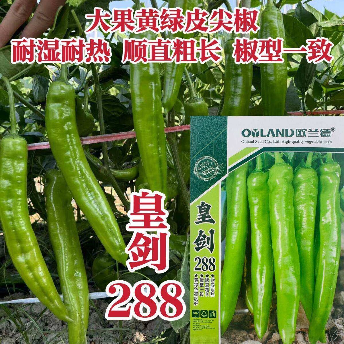 黄绿皮尖椒种子皇剑288辣椒种子中辣大果尖椒牛角椒种籽耐热耐湿