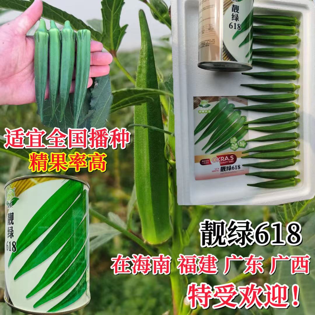 靓绿668水果秋葵耐低温角长浓绿