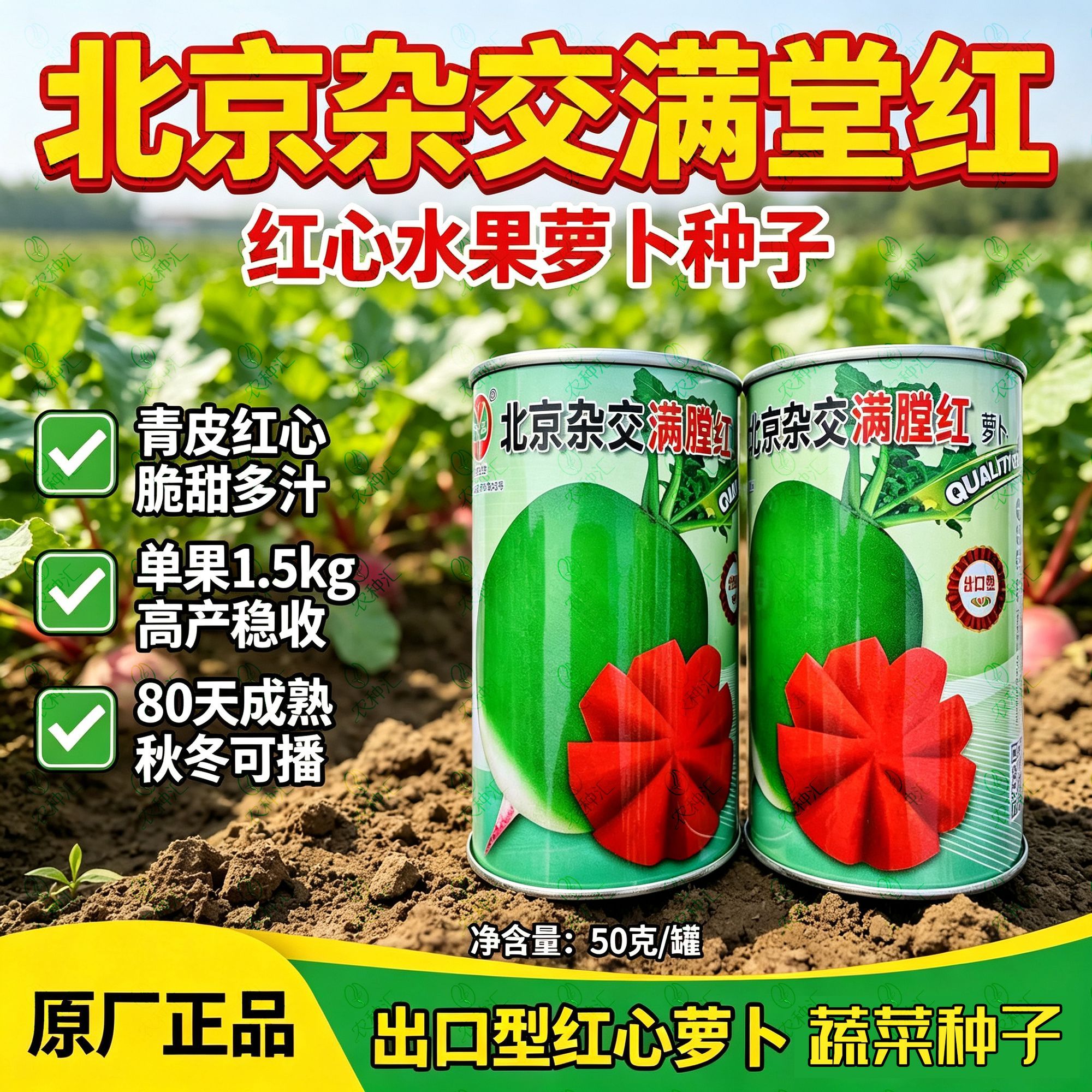 北京杂交满堂红萝卜种子心红脆甜心里美萝卜种子甜脆鲜美秋季蔬菜
