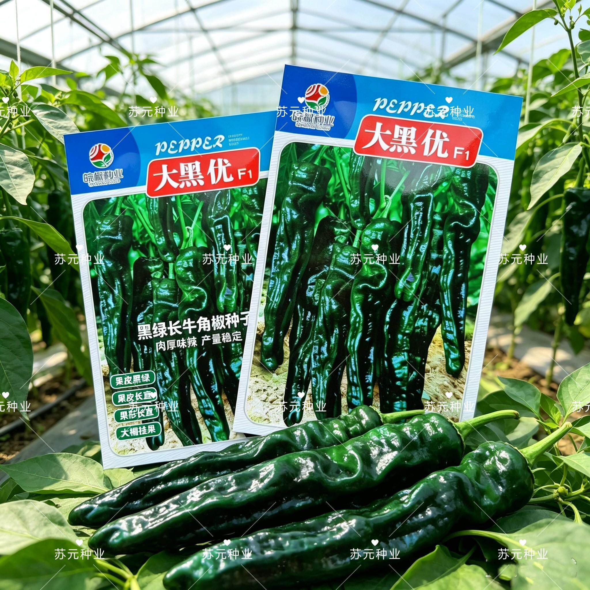 徽娇大黑优皱皱皮辣椒种子中早熟深绿色皮薄辣味浓口感好产量高