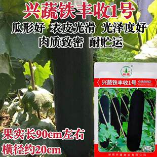 铁丰收1号杂交冬瓜种子转色快形好长黑皮瓤腔小耐贮运春季播