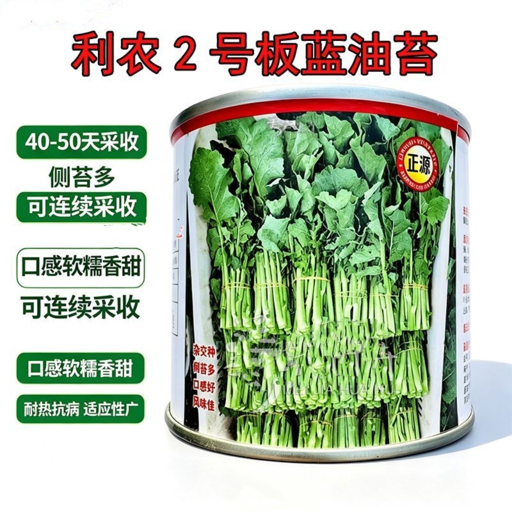 利农2号板蓝油苔正宗板蓝根菜苔种子口感软糯香甜早中熟板蓝根菜