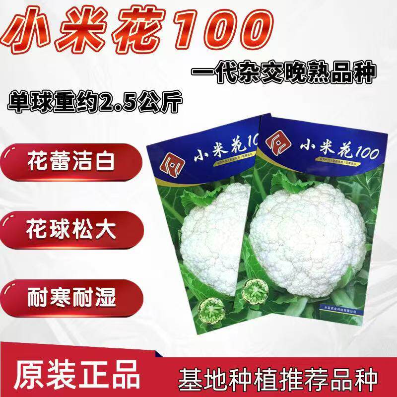 小米花100晚熟花椰菜种子花球松大洁白花梗青绿耐寒耐湿春秋种植