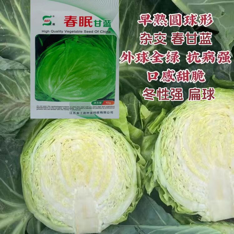 春眠扁球甘蓝高产抗抽苔包菜耐寒