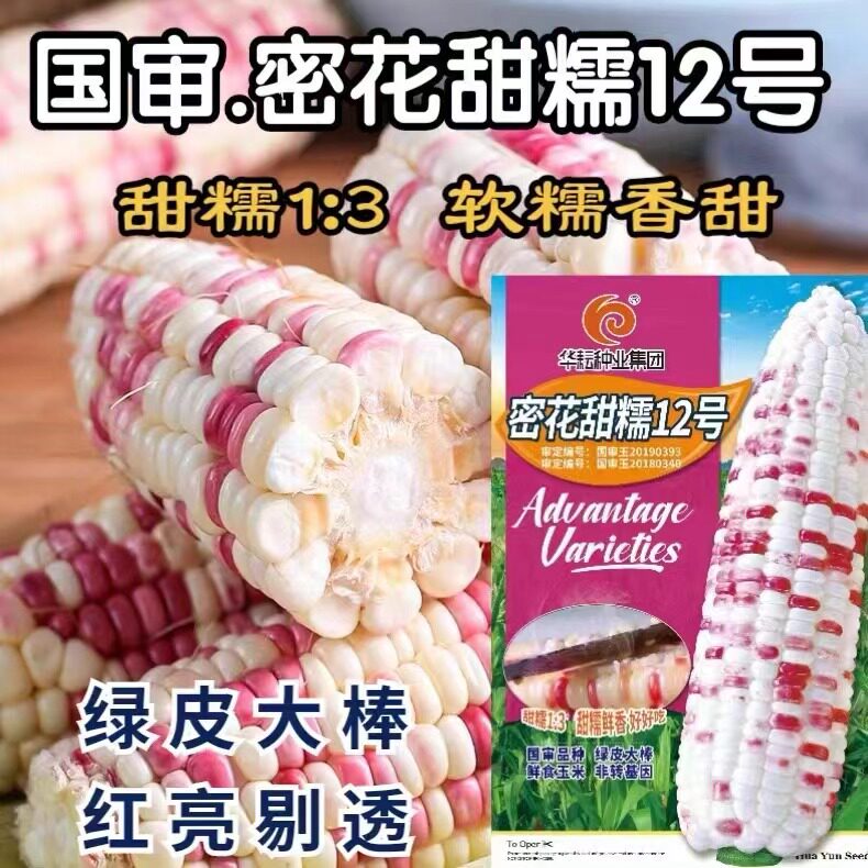 密花甜糯12号糯玉米早熟抗倒抗病