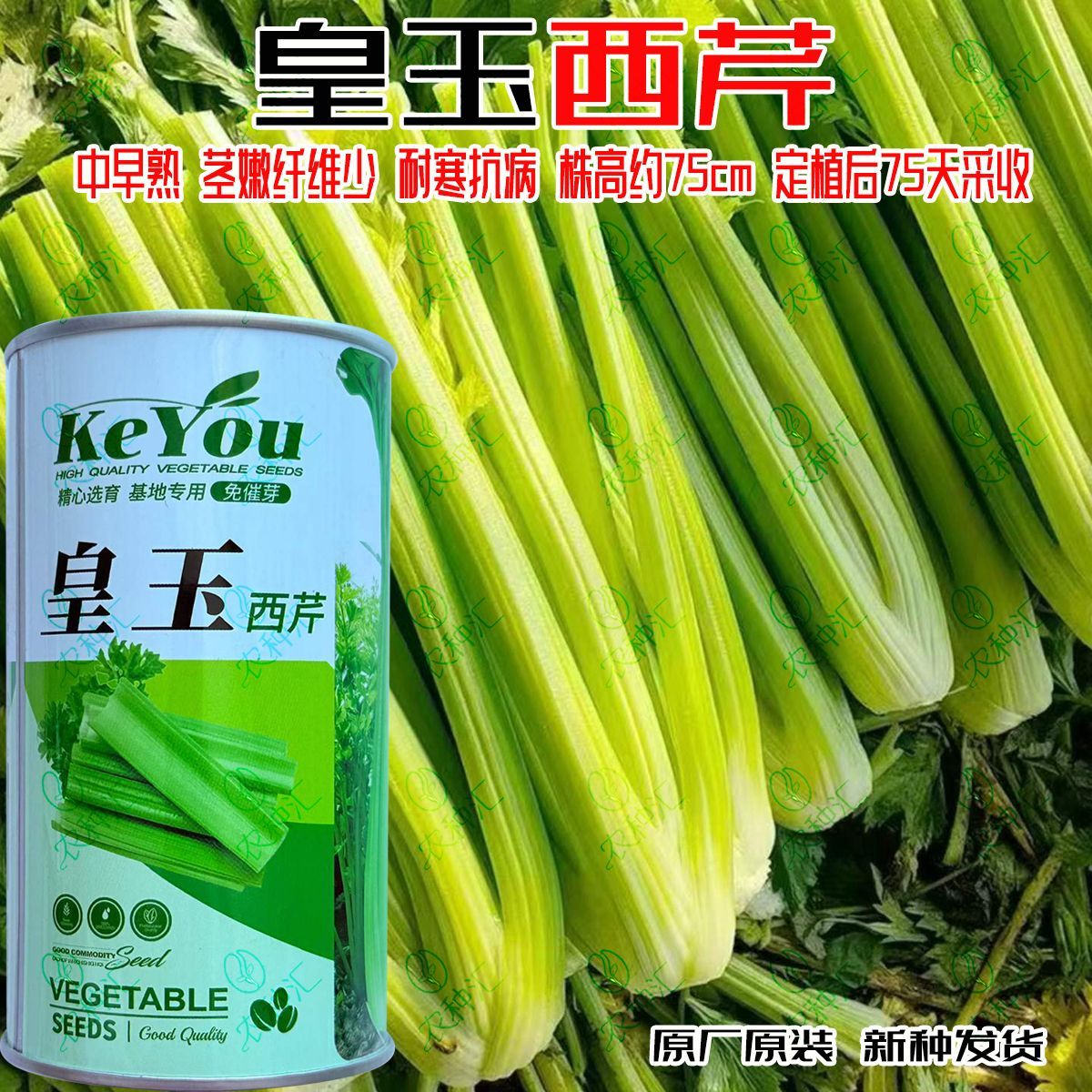 科优皇玉西芹种子中早熟荷兰西芹耐寒抗病大田基地四季蔬菜种籽子
