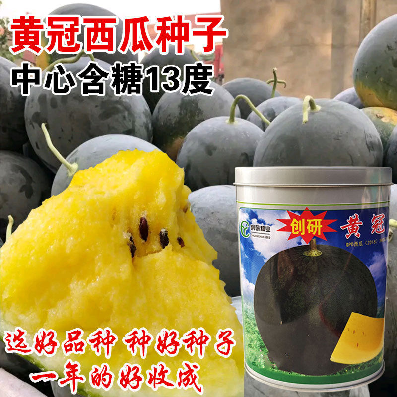 黄冠西瓜种子黑皮黄瓤西瓜种子超甜特大巨型西瓜籽四季懒汉西瓜