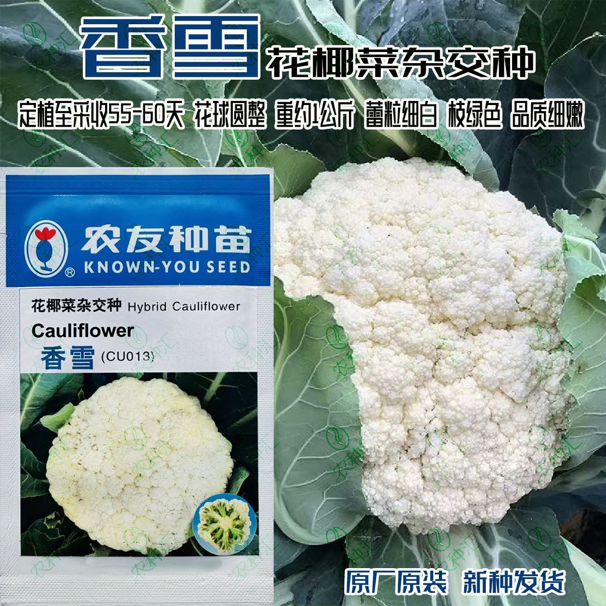 农友香雪杂交花椰菜种子中生青梗松花菜种子秋季白花菜种子10克