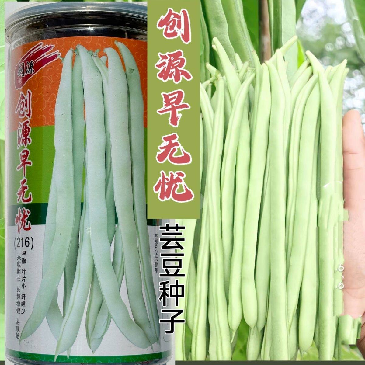 创源早无忧芸豆早熟白色圆形架豆种子荚白色耐老化产量高四季豆种