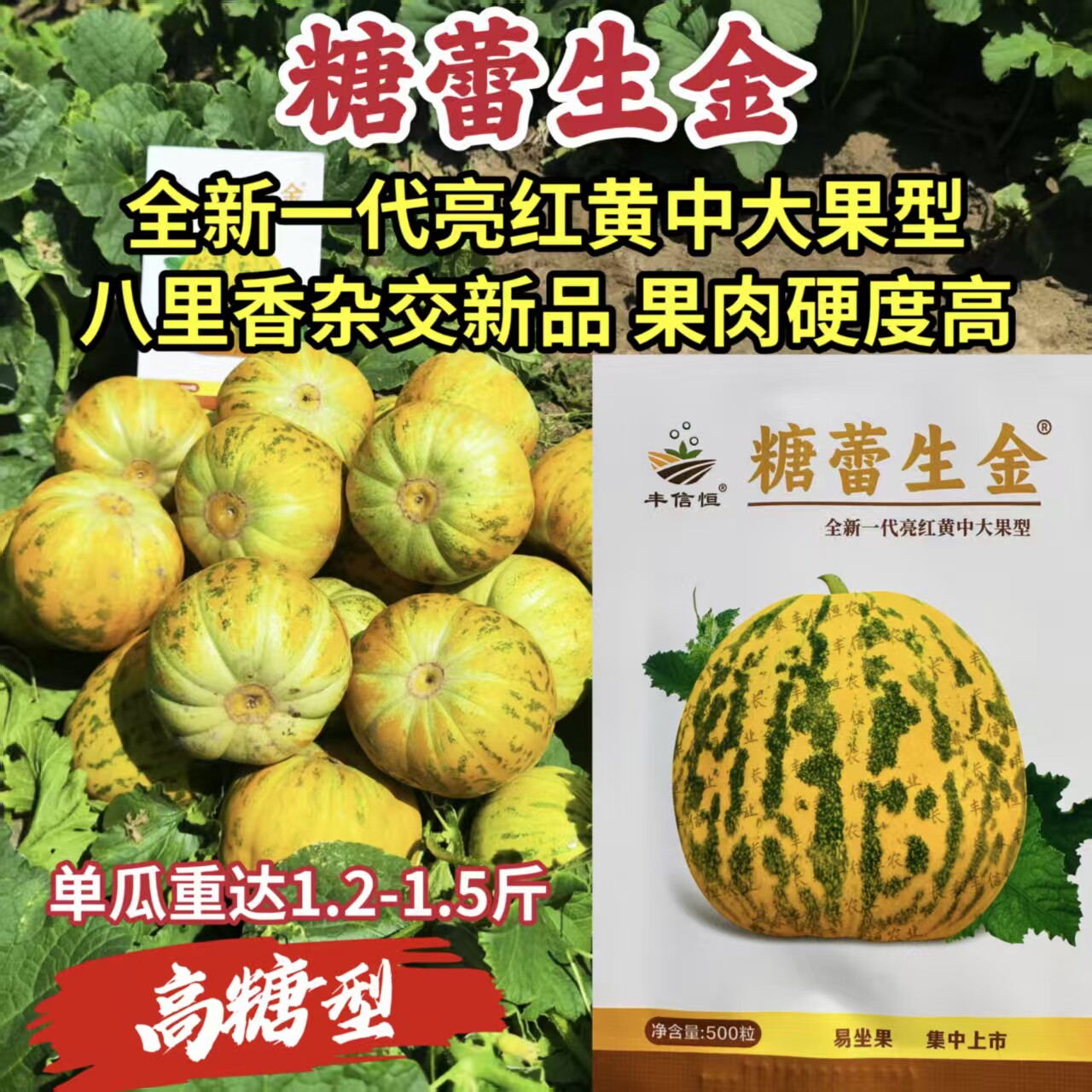 糖蕾生金甜瓜种子高糖绿肉硬度高中大果亮红黄八里香杂交甜瓜种子
