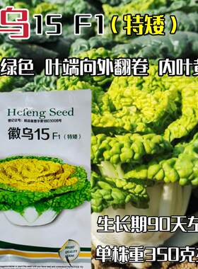 徽乌15黄心乌塌菜种子特矮棵耐寒耐热黄心菜种籽四季播种蔬菜种子