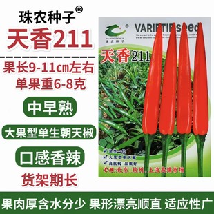 天香211朝天椒种子中早熟单生大果朝天椒杂交小米辣种子口感香辣