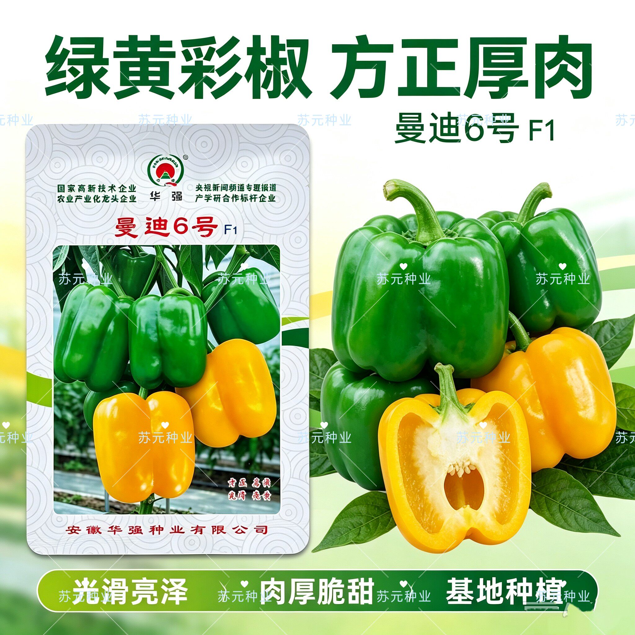 曼迪6号甜椒种子灯笼椒菜椒中早熟高产方正厚肉圆椒方椒辣椒种籽
