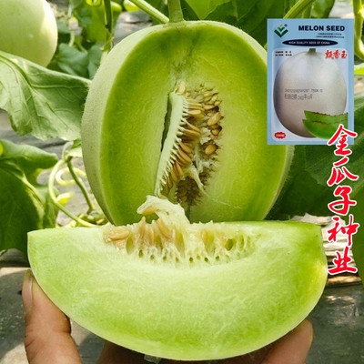 白皮绿肉甜瓜种子中熟高产抗病