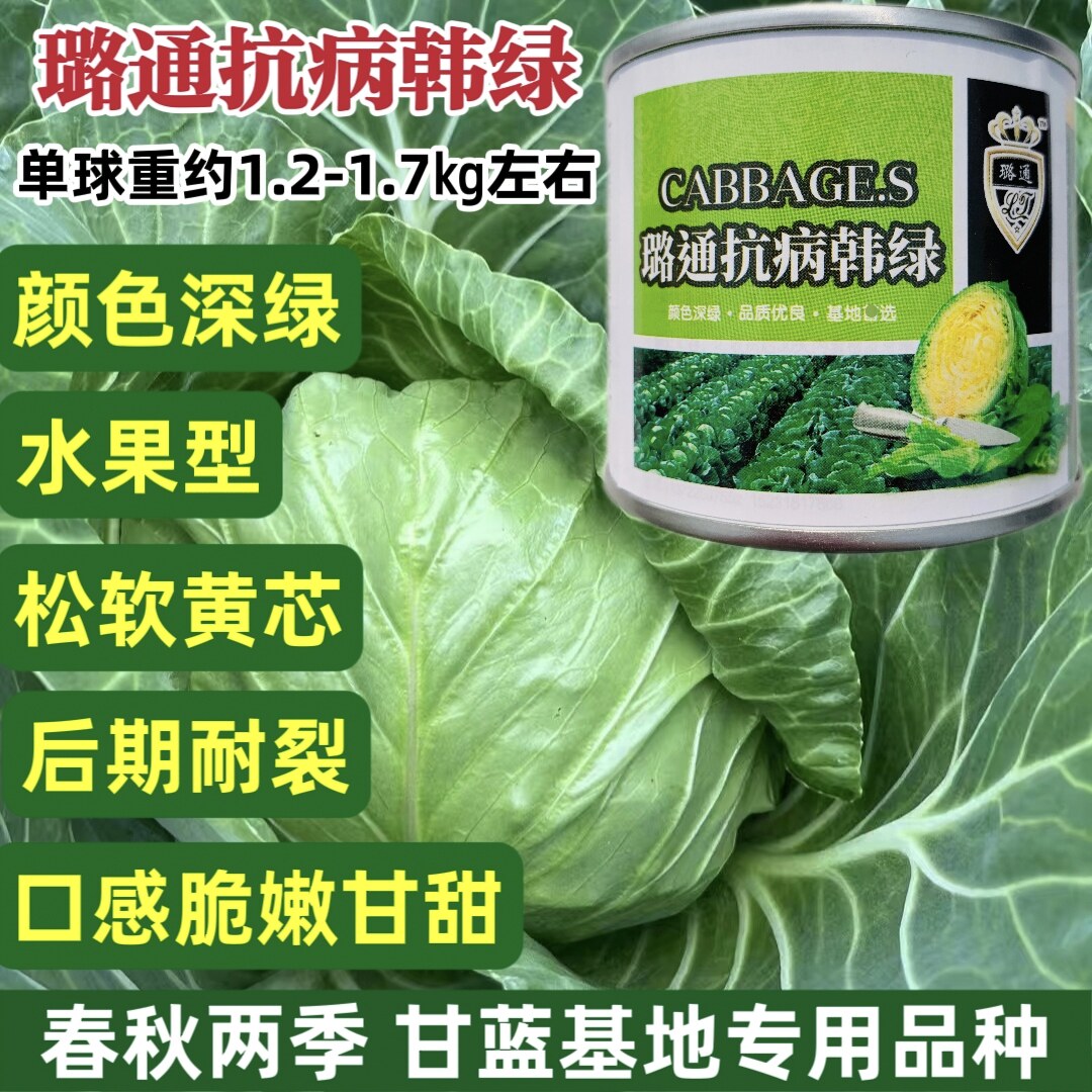 抗病韩绿甘蓝种子松软黄芯包心菜种子耐寒高产水果型甘兰菜籽
