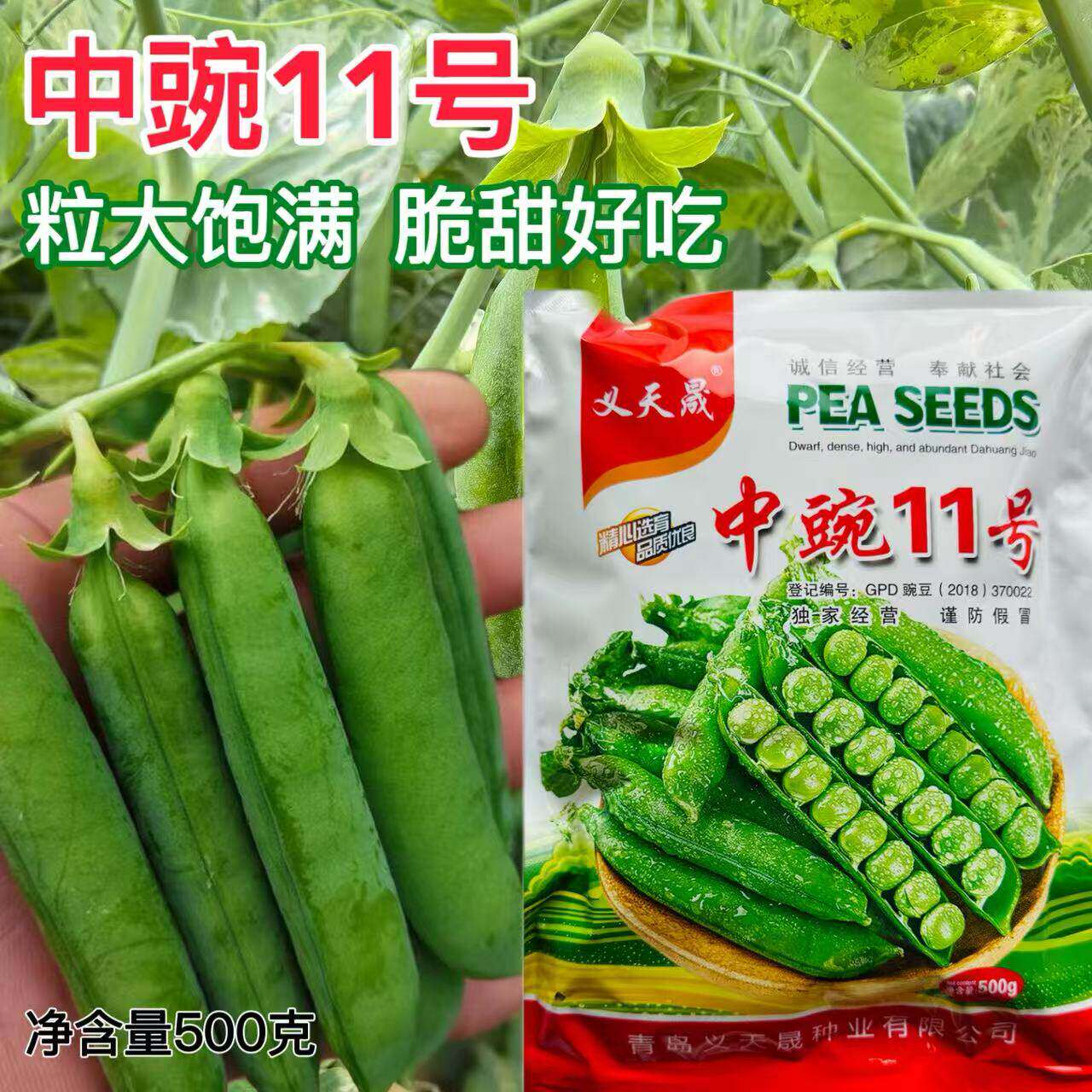 中豌11号豌豆种子早熟抗病高产水果甜豌四季农用大田青豌豆种籽
