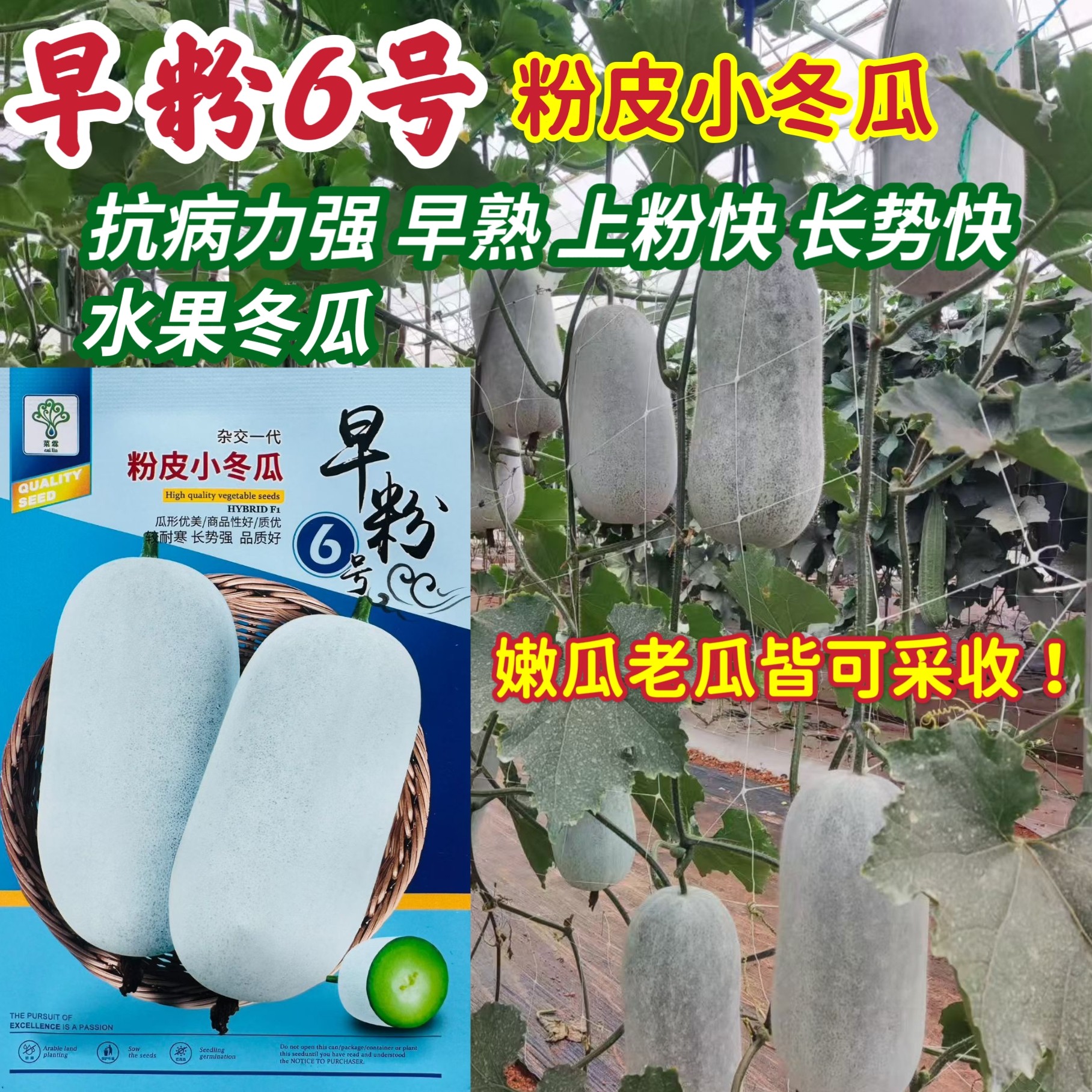 早粉6号早熟杂交水果冬瓜种子中圆筒形上粉快抗病强粉皮小冬瓜种