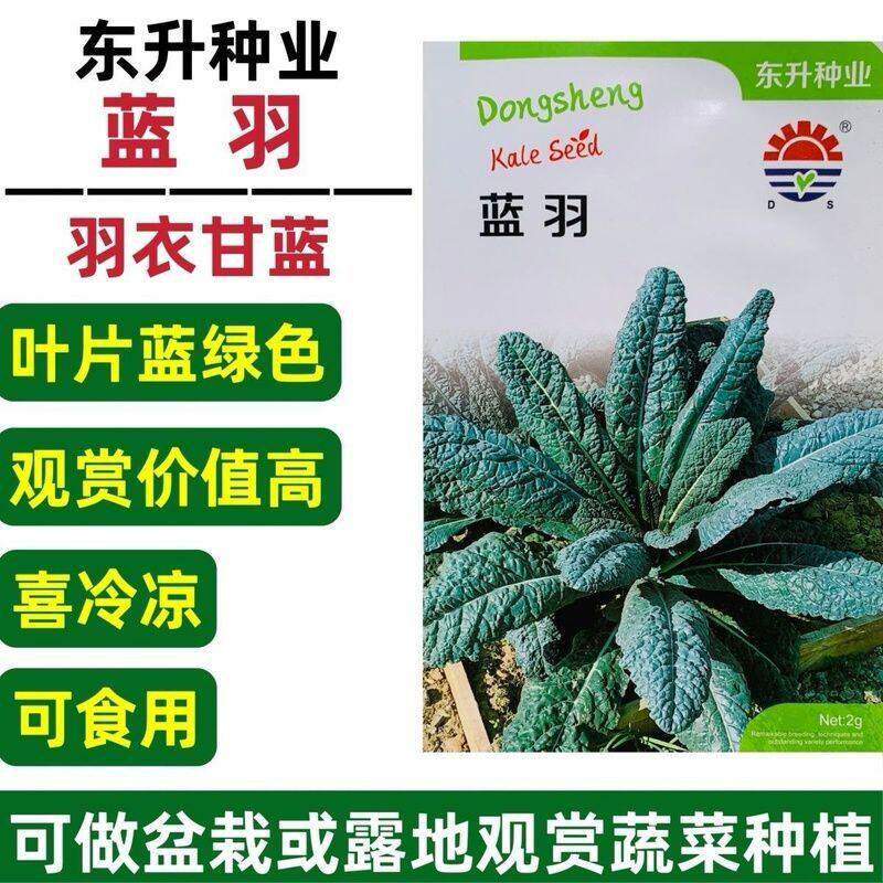 蓝羽皱叶菜种子羽衣甘蓝种子叶用甘蓝脆嫩可口沙拉多次采收春秋播
