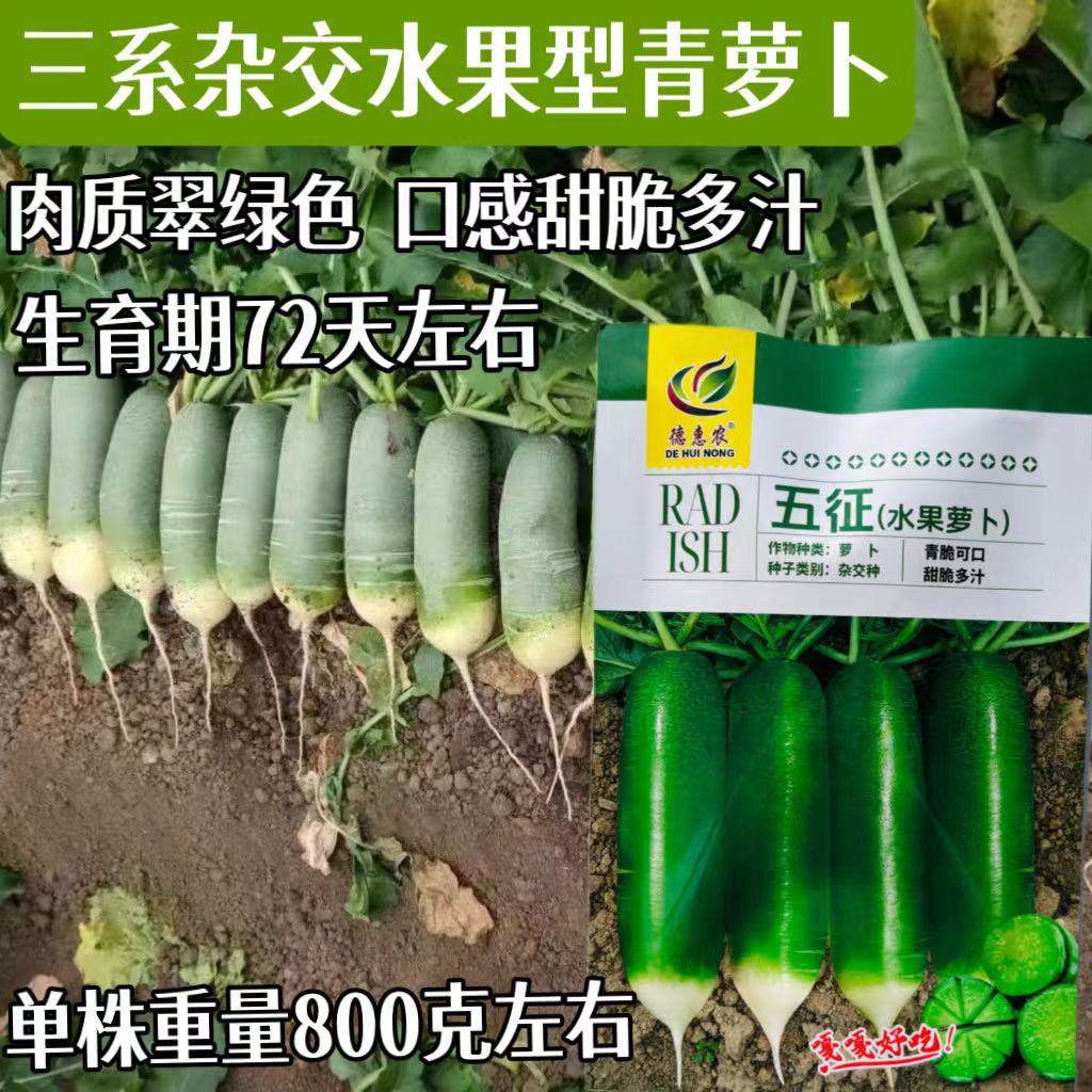 五征水果萝卜三系杂交萝卜种子脆甜多汁圆柱型青皮萝卜好吃秋播