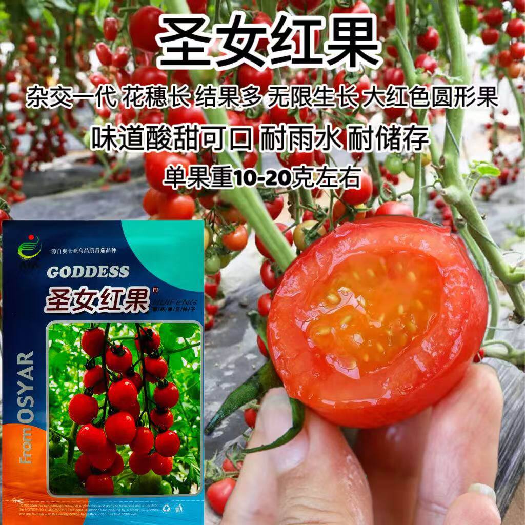 圣女红果小番茄种子无限生长杂交一代圣女果红种子大棚露地种