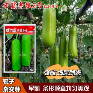兴蔬早瓠2号短棒瓠瓜种子亮绿色瓠子瓜肉质鲜嫩味甜强雌高产瓠孑