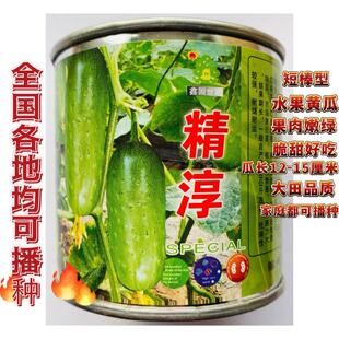 蔬菜种孑 精淳水果黄瓜种子早熟刺少短棒型籽果肉嫩绿菜农基地春季