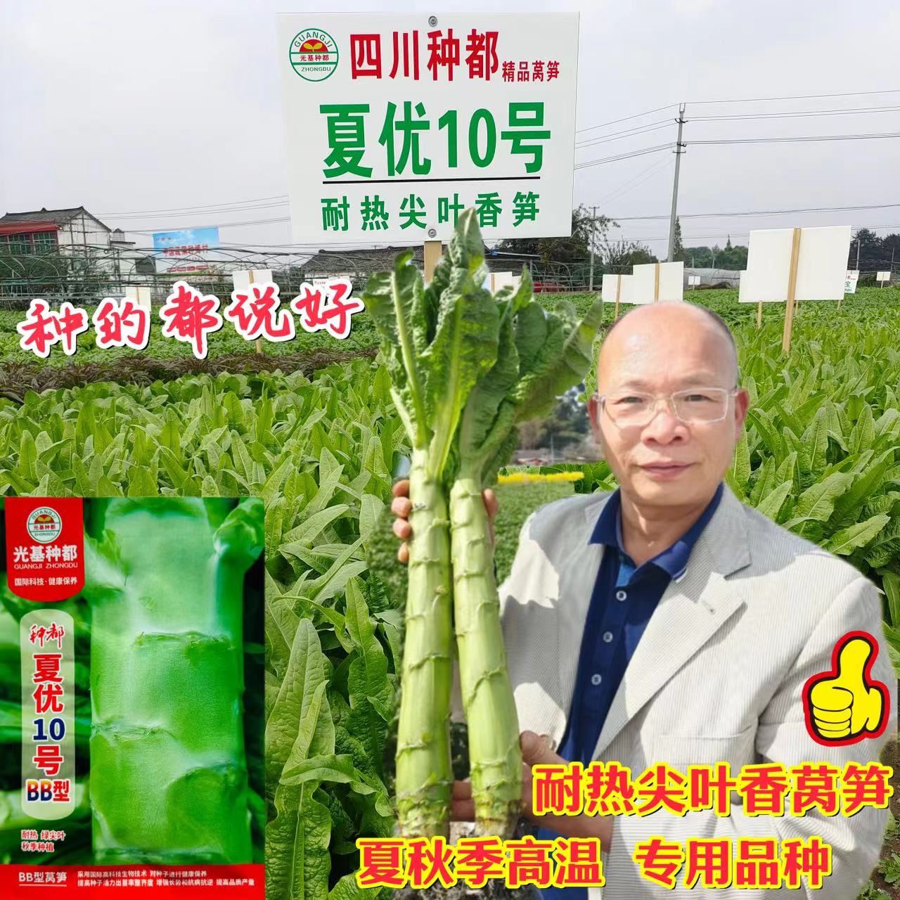 种都夏优10号莴笋种子特耐热浅绿白皮莴苣种籽夏秋季栽培专用蔬菜