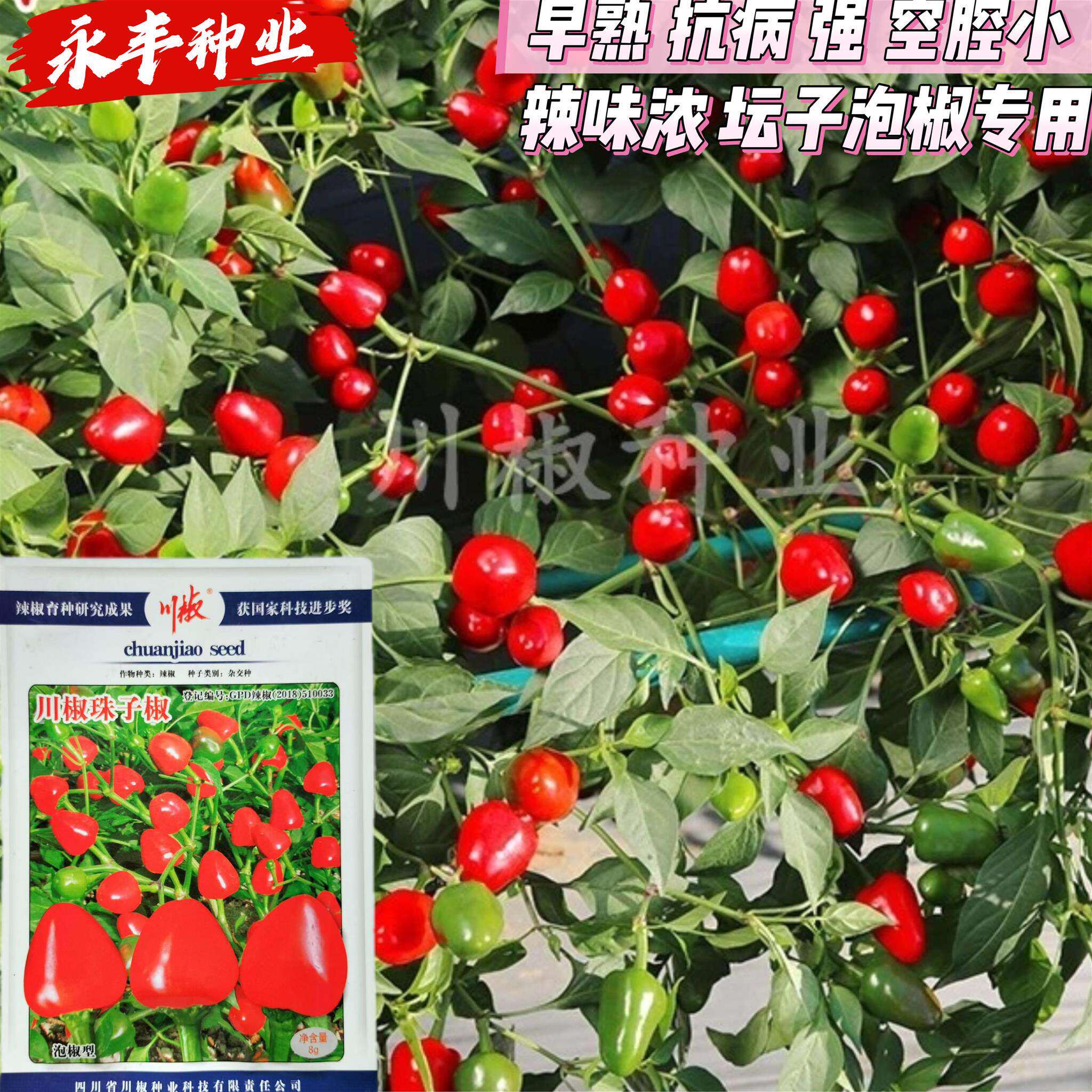 川椒珠子椒种子子弹头红灯笼椒草莓辣椒海椒泡椒辣椒种籽特辣高产