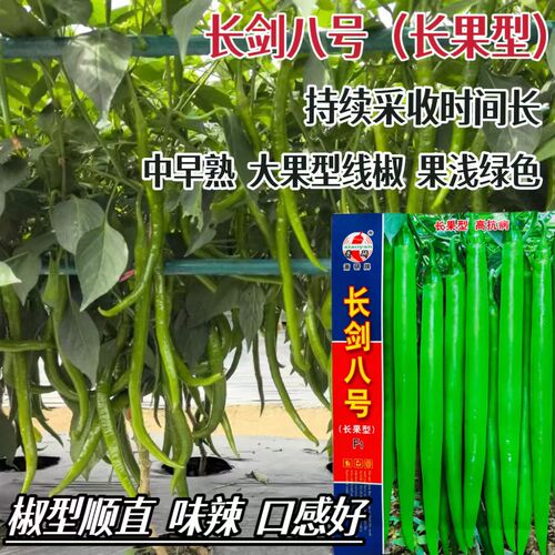 长剑八号长果线椒种籽早熟辣味香浓顺直辣椒种子耐热抗病高产种孑
