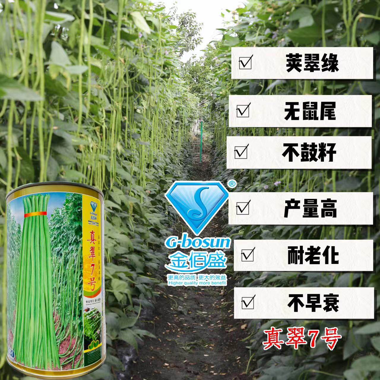 真翠7号豇豆早熟肉厚高产耐热
