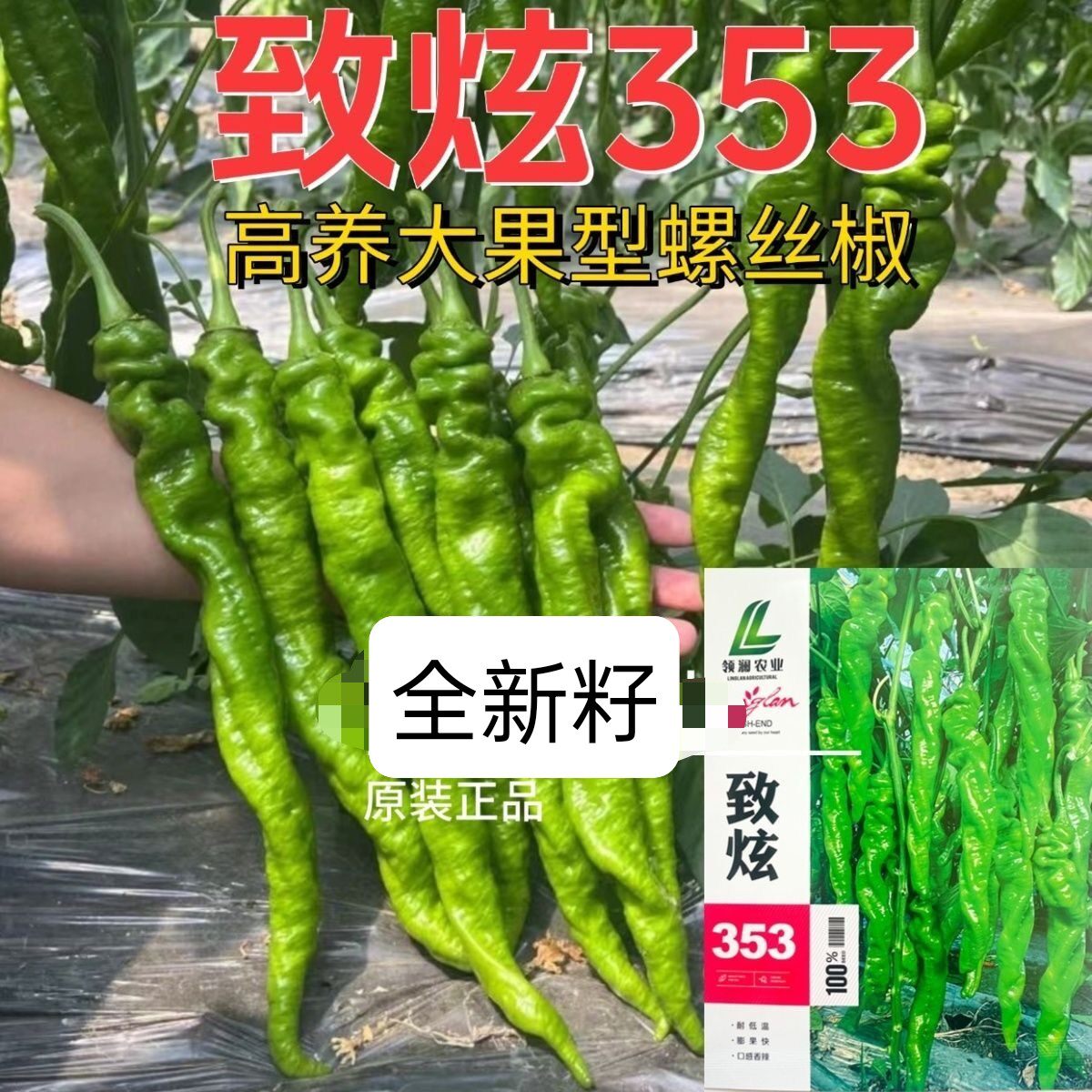 致炫353螺丝椒种子籽薄皮大果抗病螺旋辣椒高产长果香辣脆嫩种子