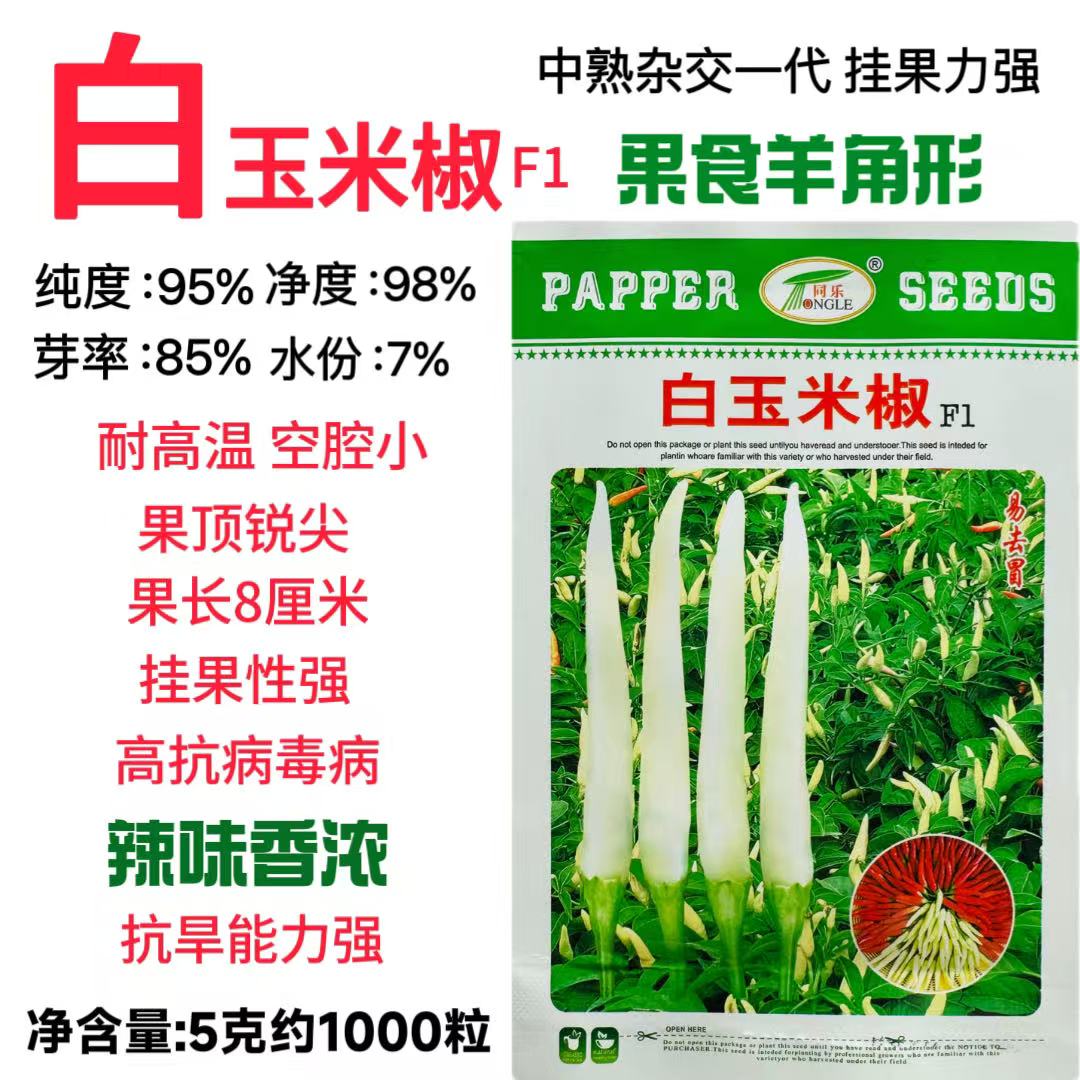 同乐白玉米椒辣椒种子中熟杂交一代小米椒籽果皮厚果形直辣味香浓