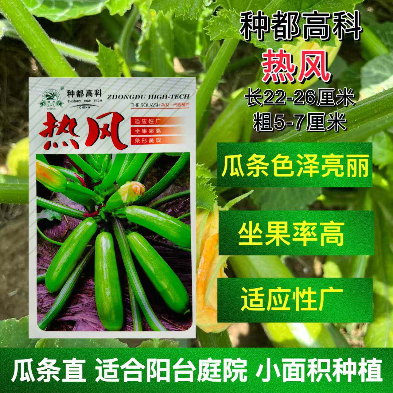 热风西葫芦种子高产抗病耐热西葫芦种籽农家春秋播蔬菜种籽孑
