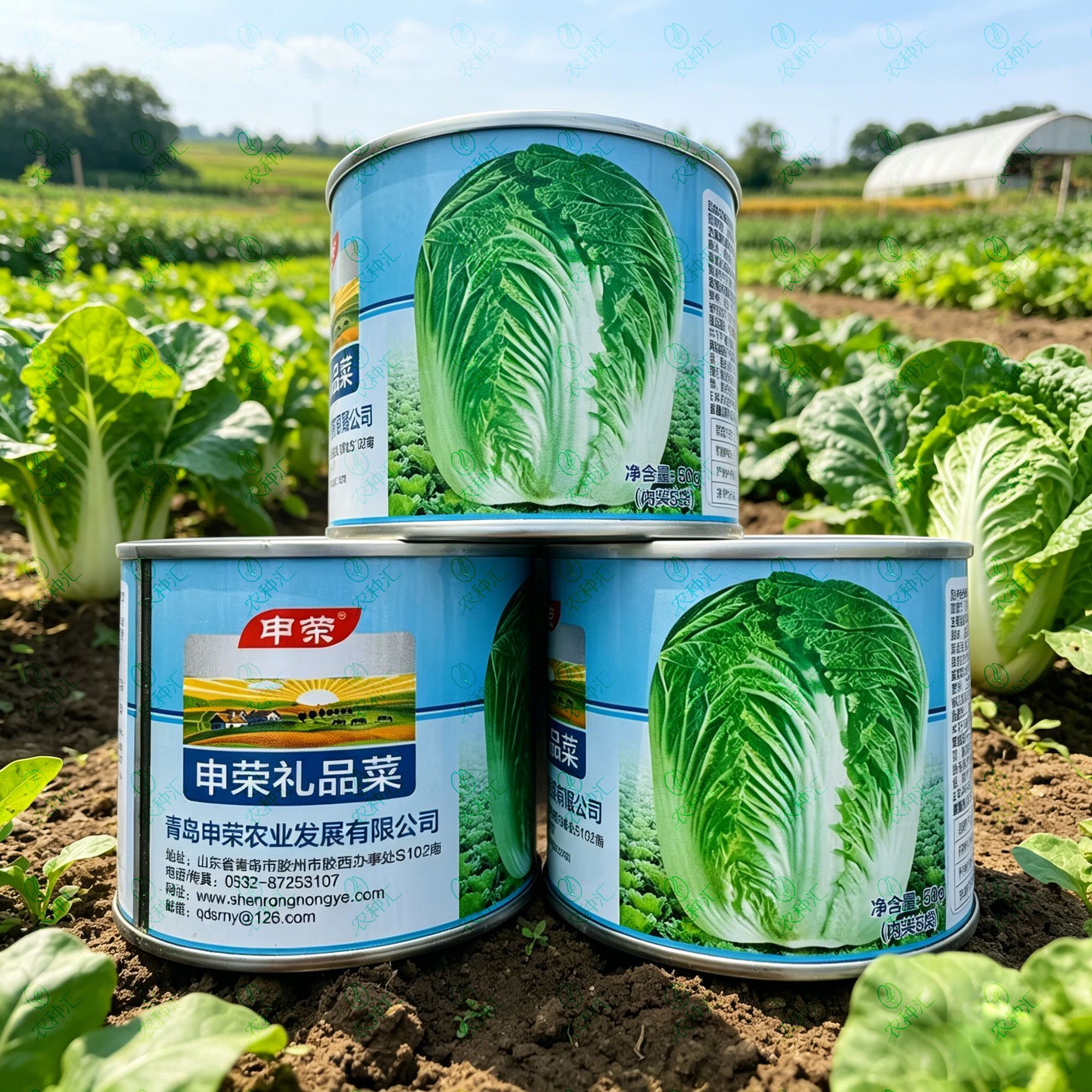 申荣礼品菜中晚熟杂交大白菜种子球顶圆短圆筒形叠抱秋播蔬菜种子
