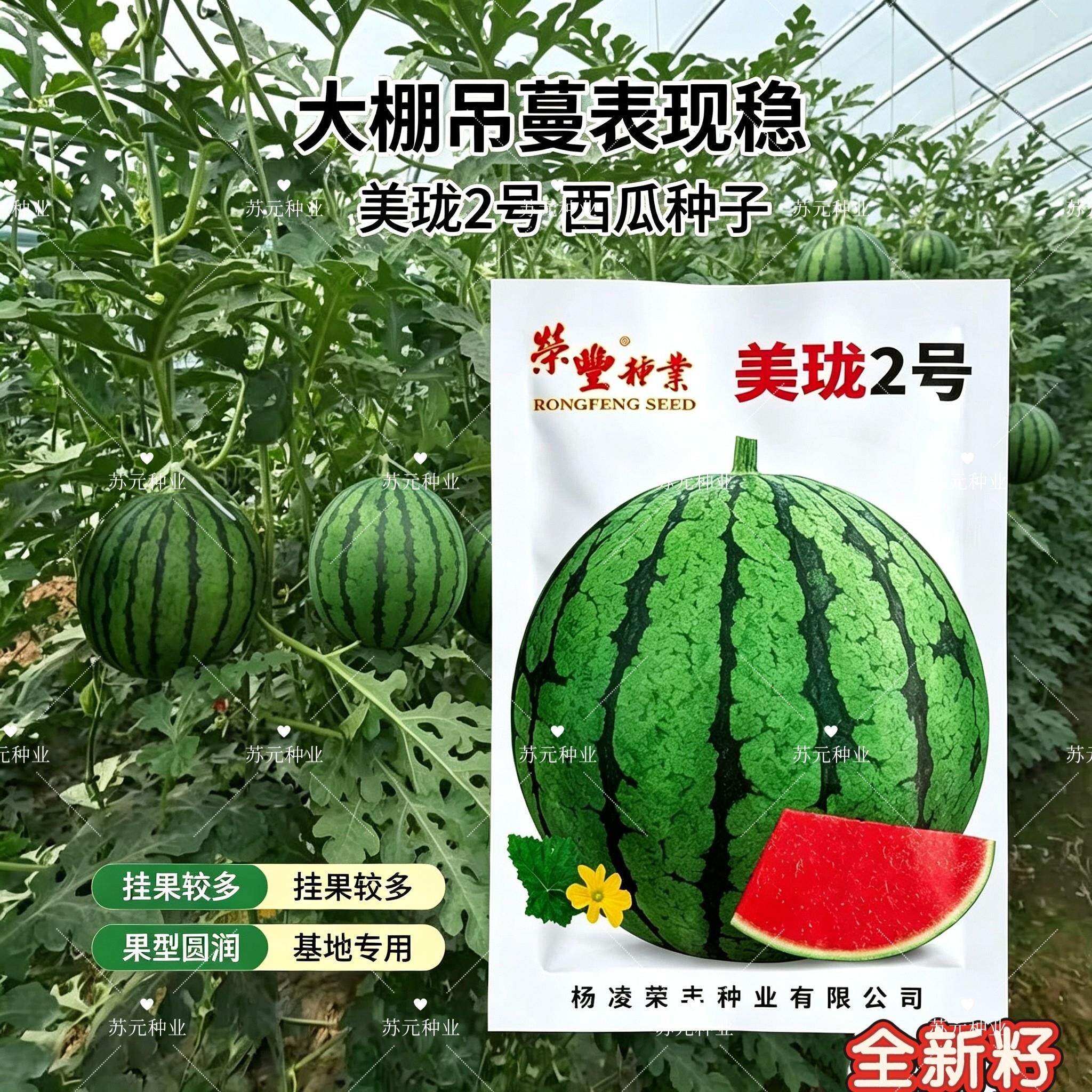 美珑2号极早熟高端礼品西瓜种子含糖量高皮薄耐裂抗病高产耐低温
