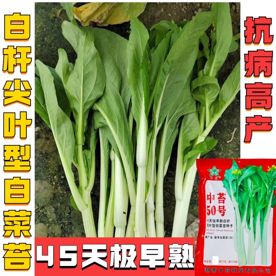 中苔50号白菜苔种子极早熟45天白菜苔抗病耐热白杆尖叶白菜苔种子