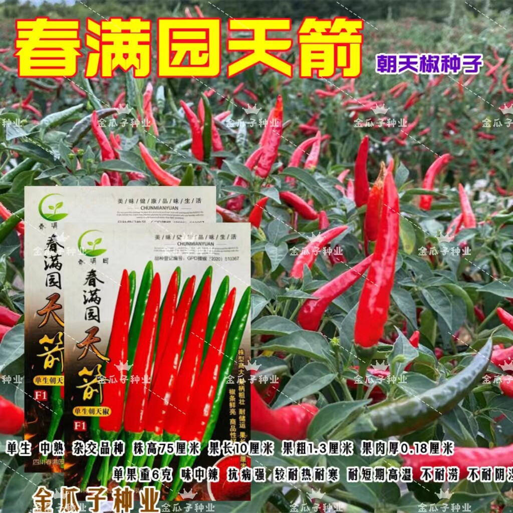 小米辣种子春满园天箭单生朝天椒农田菜园中熟老果大红味中辣蔬菜