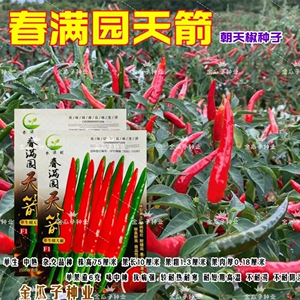 小米辣种子春满园天箭单生朝天椒农田菜园中熟老果大红味中辣蔬菜