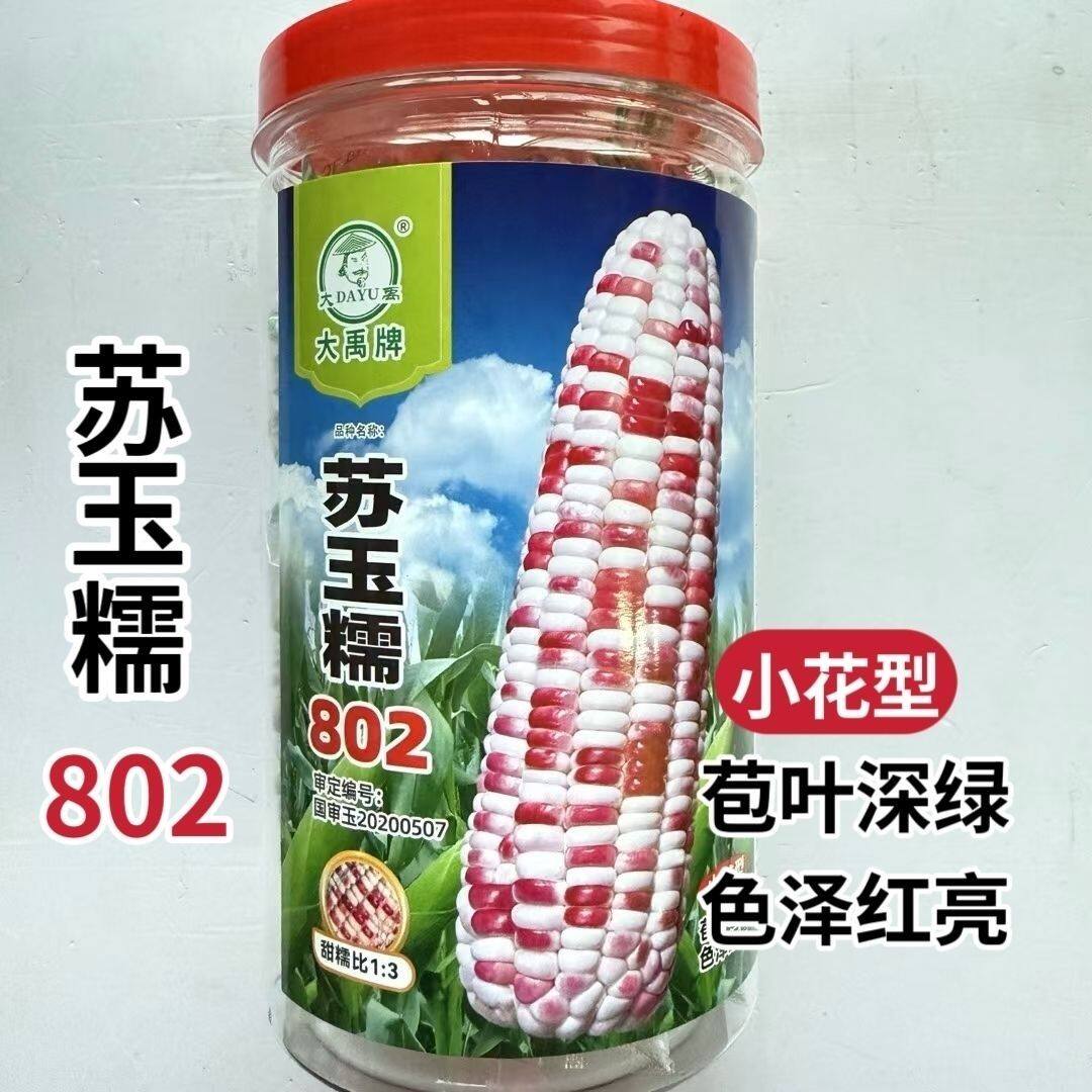 苏玉糯802玉米种子大棒彩色甜糯抗病北方春秋季播鲜食玉米种籽孑