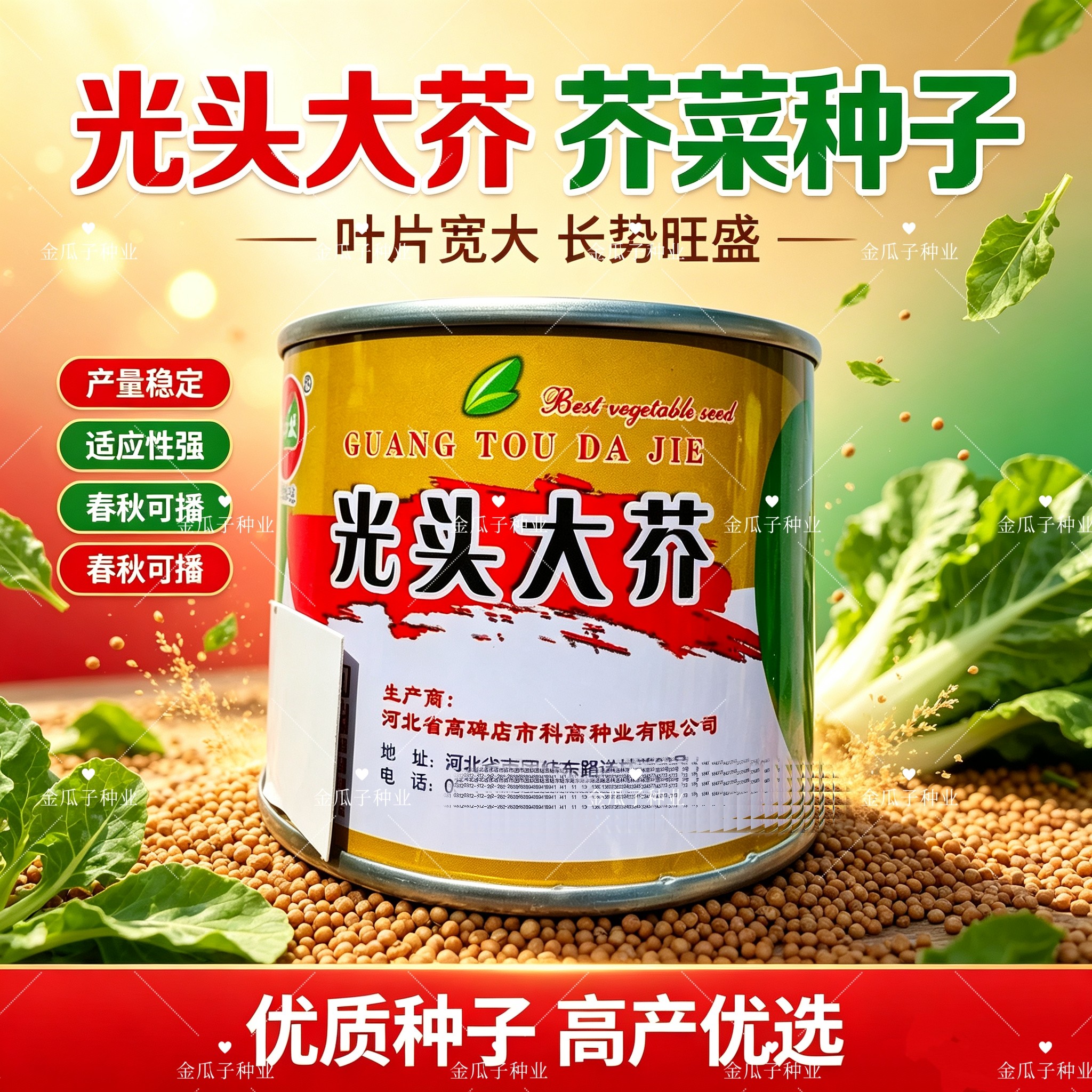 光头大芥种子光头芥菜疙瘩种籽肉质肥大少须根秋季高产蔬菜种籽子