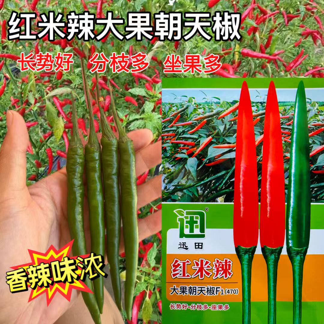红米辣大果朝天椒种子泰系单生朝天椒辣味浓抗病小米辣种子200粒